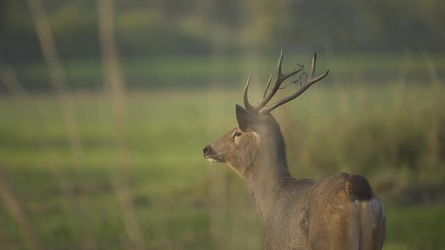 Alert Sambar deer looking at distant predator