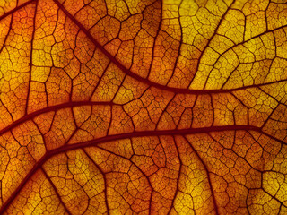 autumn leaf texture