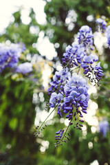 wisteria plant with purple flowers close-up shot at shallow depth of field