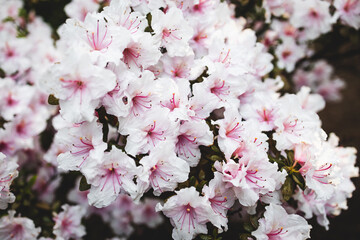 azalea plant with white fowers, close-up shot at shallow depth of field