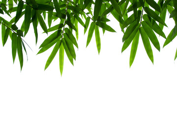 Bamboo leaves frame isolated on white background in forest. Light fresh jungle with growing, green bamboo leaves. Single object with clipping path. 