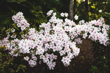 azalea plant with white fowers, close-up shot at shallow depth of field