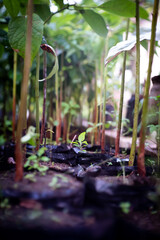 plant growing in a garden