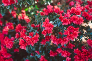 Poster azalea plant met rode bloemen, close-up shot op ondiepe scherptediepte © faithie
