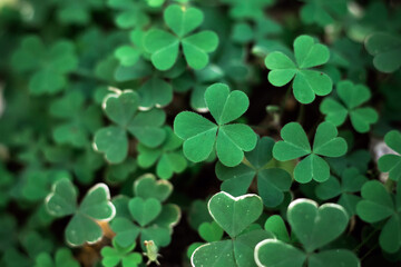 Fototapeta na wymiar Selective focus of green background with three-leaved shamrock, Natural background, Heart shape in nature, Leaf background, St.Patrick's day holiday symbol