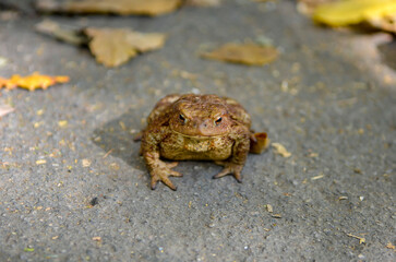 Brown toad Bufo Bufo on the ground