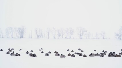 Fototapeta na wymiar A group of wild ducks nest on a frozen river during a snowstorm in winter.
