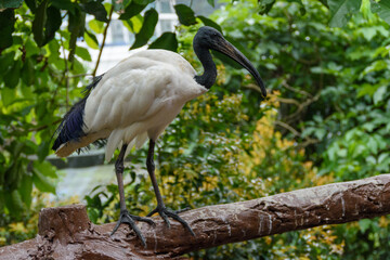 A Sacred Ibis standing on a wooden fence in Malaysia.