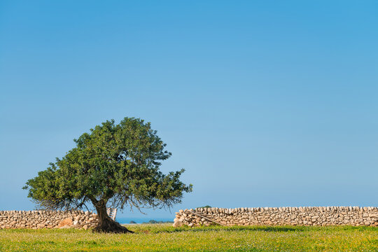Muretti a secco e carrubbi nelle campagne ragusane, Sicilia