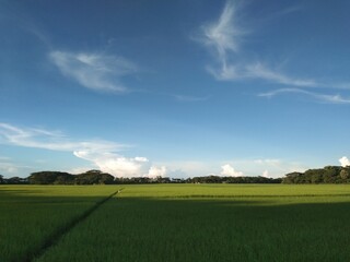 field and blue sky