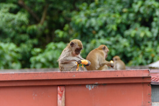 Long-Tailed Macaque Monkeys With Fruit On A Roof At The Batu Cave Complex In Gombak, Malaysia.