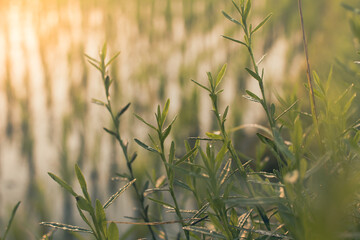 Wild grass with water drops in the early morning