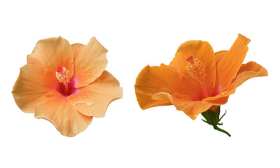 Fototapeta na wymiar Closeup of two orange colour hibiscus flower blossom blooming isolated on white background, stock photo, spring summer flower, single plants