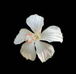 Fototapeta na wymiar Closeup of white colour hibiscus flower blossom blooming isolated on black background, stock photo, spring summer flower, single plants