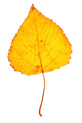 Close up autumn birch leaf with natural texture isolated. Natural beautiful  yellow orange autumn leaf, decorative element, macro autumnal foliage. Seasonal fall leaves