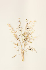 Dry ears of oats on pastel beige background with empty space. Top view ears of cereal crops, oats grain crop, harvest concept, minimal design with neutral colors, healthy cereals plant