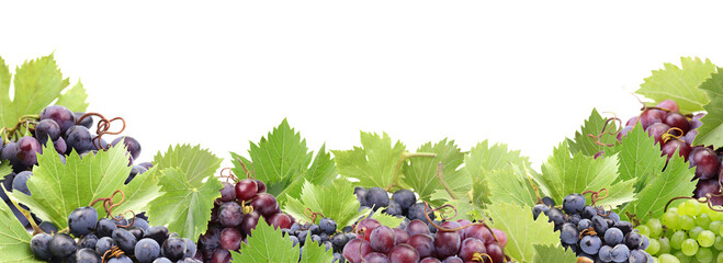 Grape fruit