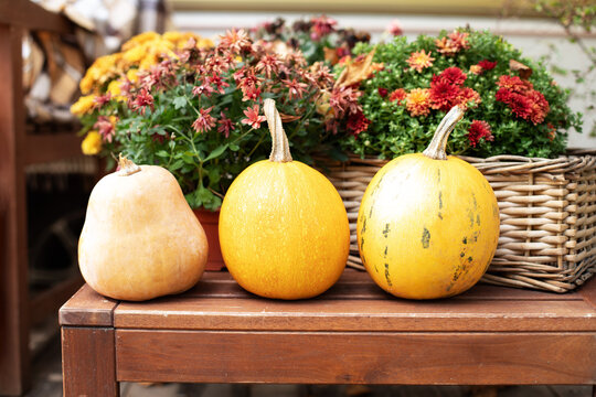 Yellow Pumpkins On Table. Decorated Entrance To House With Pumpkins And Chrysanthemums In Pots. Front Porch Decorated For Halloween, Thanksgiving. Fall Season. Close Up. Halloween And Autumn Food