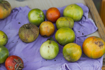 Organic tomatoes green, orange and red colors piking on the wooden table with violet towel. Home gardening and harvest.