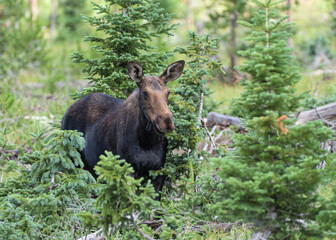 Cow Moose moving through heavy brush in the Colorado Rocky Mountains