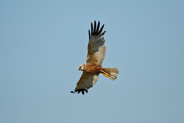 bird, fliegender, himmel, adler, natur, fliegen, wild lebende tiere
