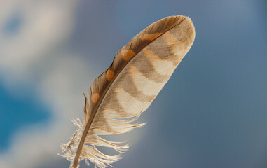 A hawk feather highlighted on a celestial background. A place for your text. The fallen feather of a hawk.