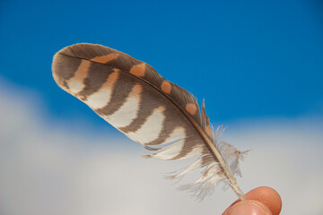 A hawk feather highlighted on a celestial background in a man's hand. A place for your text. The...