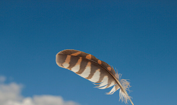 A hawk feather highlighted on a celestial background. A place for your text. The fallen feather of a hawk.