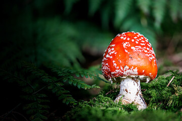 Red toadstool, poisonous mushroom, Amanita muscaria