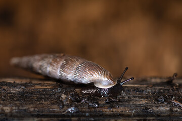 Door snail with cone-shaped shell on a plant stem, Clausilia