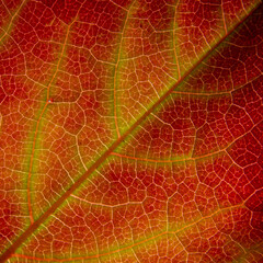 Naklejka na ściany i meble Bright autumn colors in a leaf, close-up, detail, leaf veins