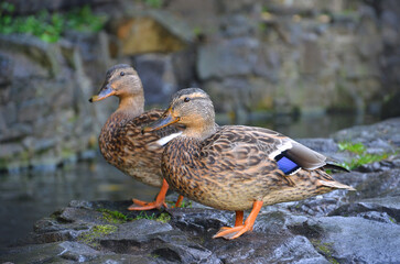 Naklejka na ściany i meble Two wild ducks mallard female stand on the stone near the water of park pond.