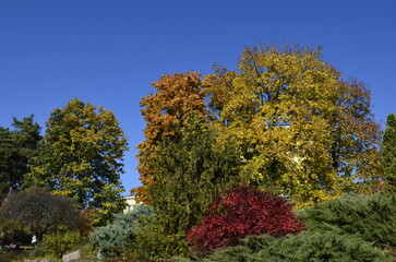 Colorful autumn trees in the park