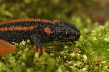 Closeup on a gorgeous juvenile Chinese Red-tailed Knobby Newt , Tylototriton kweichowensis