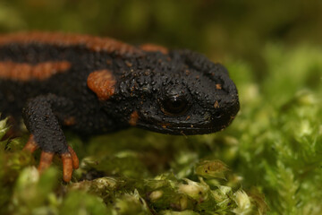 Closeup on a gorgeous juvenile Chinese Red-tailed Knobby Newt , Tylototriton kweichowensis