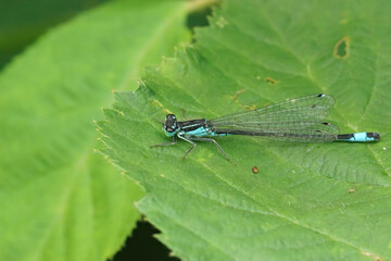 Closeup on a blue-tailed damselfly, Ischnura elegans sitting on a green leaf