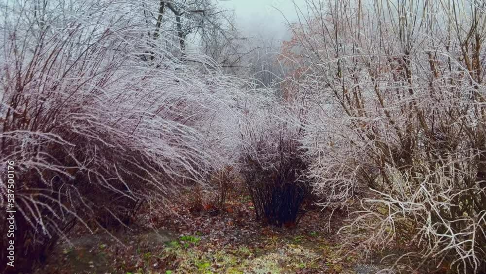 Wall mural Icy bushes in winter park