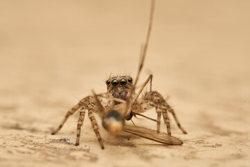 Details of a jumping spider eating an insect
