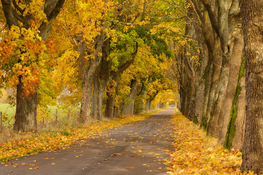 autumn road