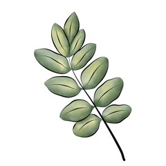 Isolated watercolor sprig of a plant on a white background.  Separate element for bouquets, wreaths, wedding invitations, anniversaries, birthdays, cards and congratulations.
