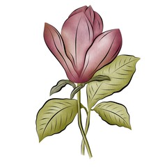 Isolated watercolor flower on a white background. Separate element for bouquets, wreaths, wedding invitations, anniversaries, birthdays, cards and congratulations.