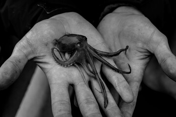 The touch of an Octopus 