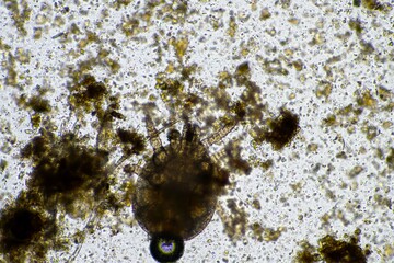 microorganisms and soil biology, with nematodes and fungi under the microscope. in a soil and...