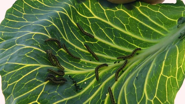 Man shows green caterpillars on a cabbage leaf. White butterfly caterpillar. (Pieris cruciferous). Larvae, crop pests