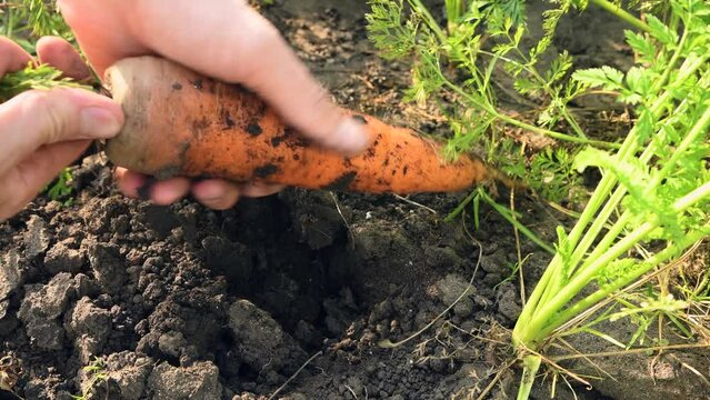 Harvesting carrots. A man pulls out a large carrot from the ground. Useful vegetable in the garden.

