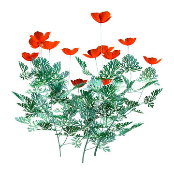 3D Rendering California Poppy Flowers On White