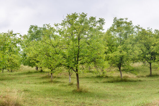 Green ripe walnuts on tree. 