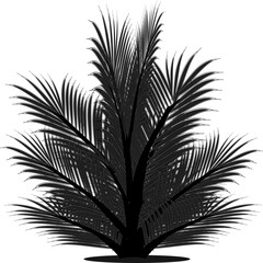 palm tree silhouette plants