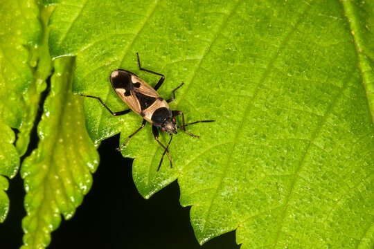 A Dirt-colored Seed Bug - Rhyparochromus vulgaris