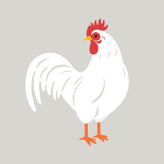 Poultry farm bird. Illustration of white Rooster isolated on white background.